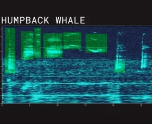 the-final-frontier-beneath-the-waves-how-ai-is-unlocking-the-secrets-of-the-deep-ocean